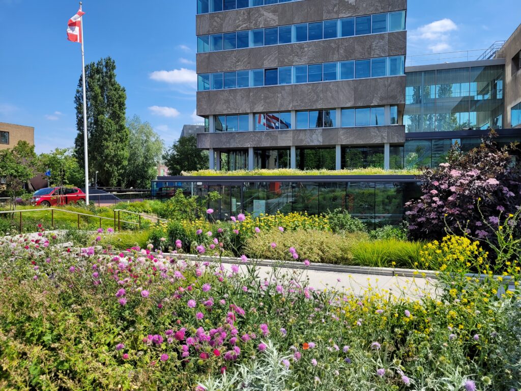 Vergroening rondom het stadhuis in Eindhoven: een prachtig voorbeeld van een mooie, natuurlijke en biodiverse beplanting