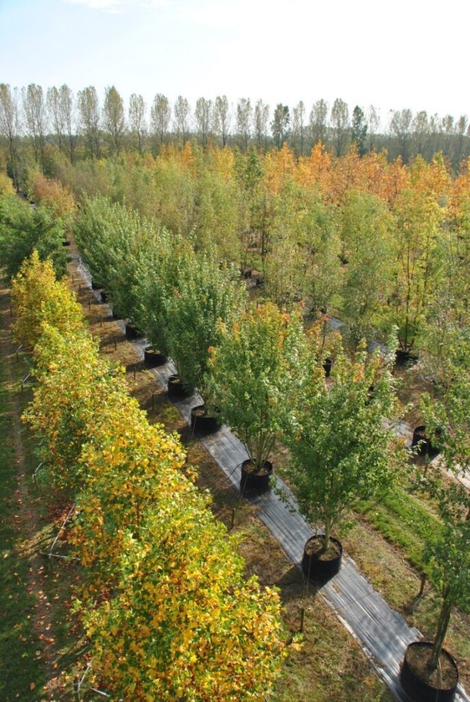 Bomen op airpots, boomkwekerij Van den Berk