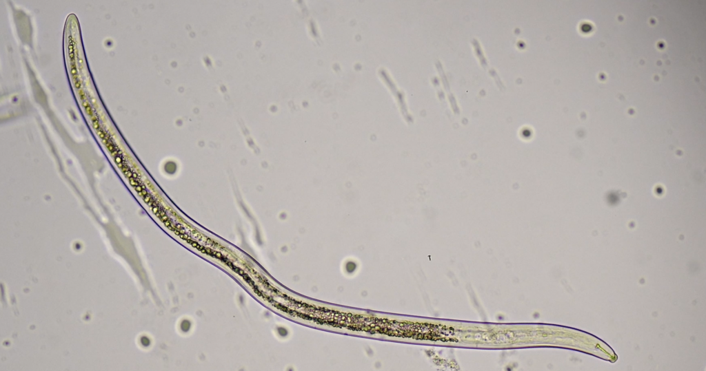Nematode, foto ECOstyle
